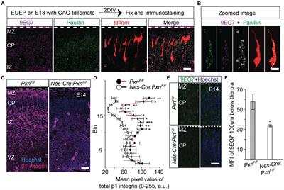 Delayed cortical development in mice with a neural specific deletion of β1 integrin